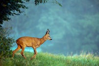 Unterm Apfelbaum III