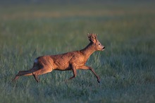 Ruhelose Brunft