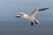 Basstölpel im Flug