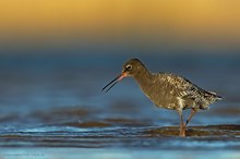 Dunkler Wasserläufer