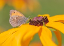 Auf der Sonnenhutblüte