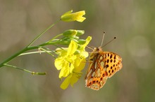 Kleiner Perlmuttfalter