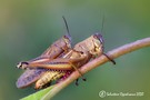 Orthoptera