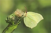 Auf der Kohldistel