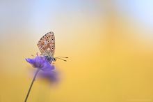 Bläuling auf blauer Blume