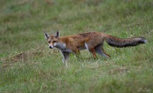 Jungfuchs auf Beutefang