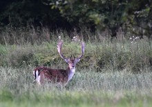 Damhirsch am frühen Morgen.