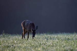 Anpirschen auf Indianisch