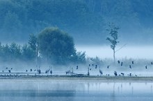 Von Kranichen und Kibitzen im Morgendunst