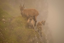 Steingeiss und Kitze im Nebel (bzw. in den Wolken)