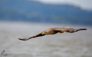 Seeadler