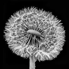 Gewöhnliche Pusteblume (Löwenzahn) in schwarz weiß