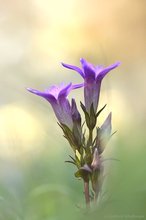 Gentianella germanica