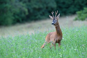 Stolzer "Sechser"