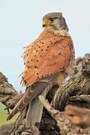 Turmfalke (Falco tinnunculus) ♂