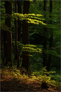 Das letzte Abendlicht