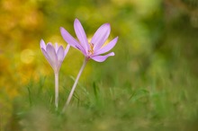 Krokus der Herbstes