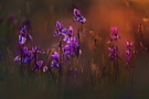 Lichtspot in der Iriswiese