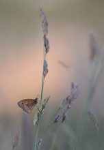 Früh morgens auf der Wiese...