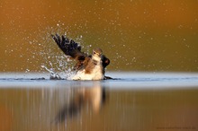 Spaß beim Baden ...