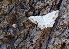 Schmuck-Kleinspanner (Scopula ornata)