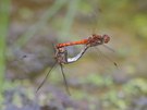 Flugbilder von Paarungsrädern sind ja nicht