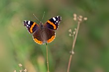 Ein letzter Sommergruß