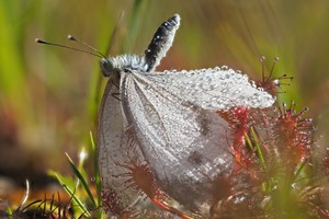 Gefangen im Sonnentau