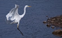 Silberreiher - Egretta alba