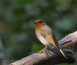 Rotkehlchen