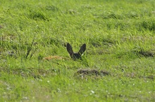 Zwei Ohren im Gras