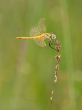 Die Goldene Heidelibelle (Sympetrum aureum)