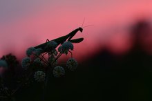 Nach Sonnenuntergang