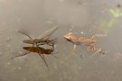 ein kleiner Grasfrosch und ein Wasserläufer