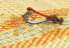 Libellen - Sex auf meiner Strandmatte