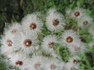 Kleine weisse Blüten am Wegesrand