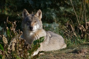 Wolf in Thüringen...