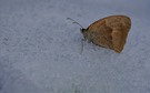 Schmetterling im Schnee