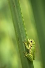 "Grüner Kobold"