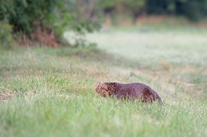 Biber auf dem Rückweg vom Weizenfeld