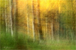 Licht im Wald (2)