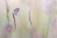 Aricia Agestis