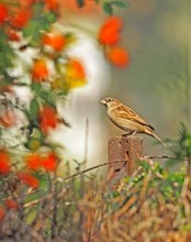 Der Herbst kommnt, seine Farben auch