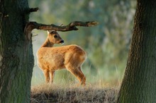 Ricke _Begegnung am Rand des Laubwaldes