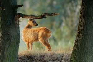 Ricke _Begegnung am Rand des Laubwaldes