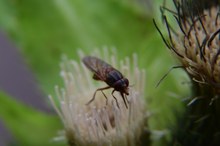 Kleine Fliege auf Distel