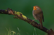 Robin im letzten Licht