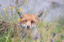 Fuchs im Blumenfeld