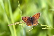 Lycaena helle