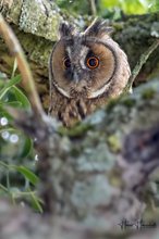 Knopfaugen im Apfelbaum